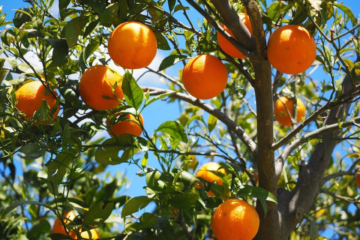Diététicien-nutritionniste à Reims : suivi et bilan local