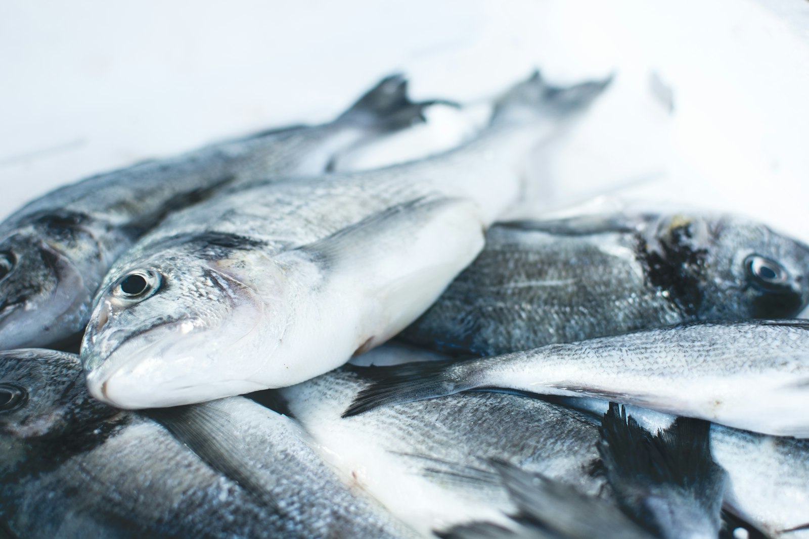 Poisson gras : l'aliment clé pour combler votre carence en vitamine D