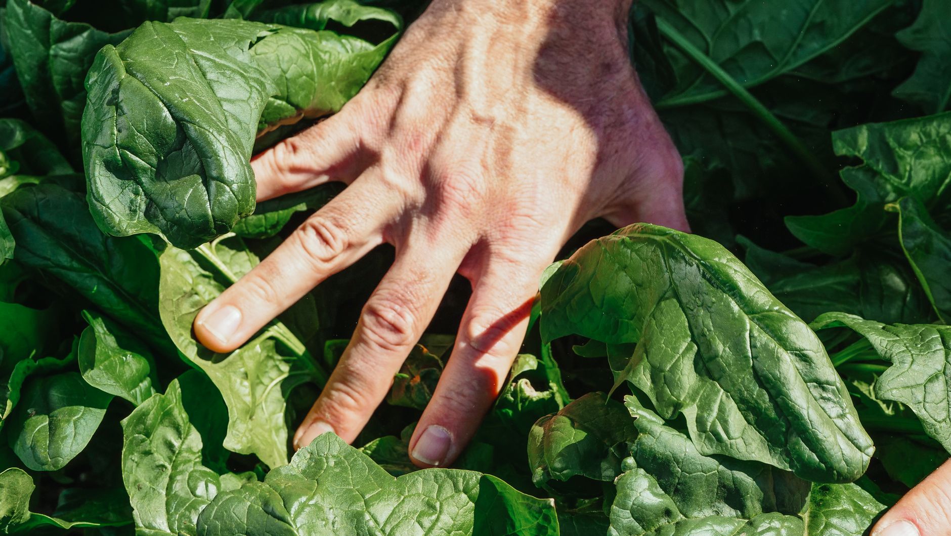 Sécurité sociale de l'alimentation : une révolution pour votre assiette ?